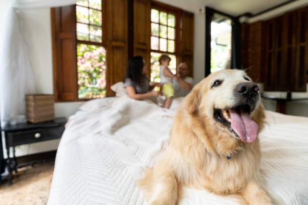 Expanding Your Customer Base: The Benefits of Making Your Hotel Pet-Friendly